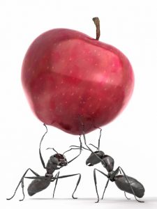 Ant_apple